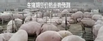 生猪期货类基金有哪些(生猪期货价格发现功能)