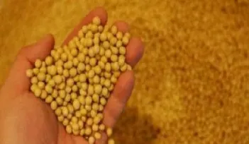 豆粕期货应用实例(豆粕期货应该留意什么)