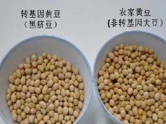 期货的大豆是豆一吗(期货大豆一大豆二有什么区别)