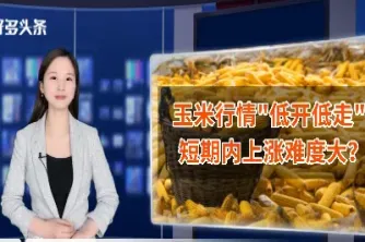 玉米期货如何波动一个点平仓(玉米期货涨跌停是多少)_https://www.boyangwujin.com_原油直播间_第1张