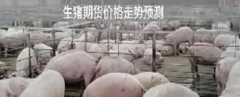 生猪期货运行情况(生猪期货最新分析)_https://www.boyangwujin.com_白银期货_第1张