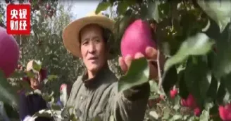 苹果期货能上15000吗(苹果期货的交易规则)