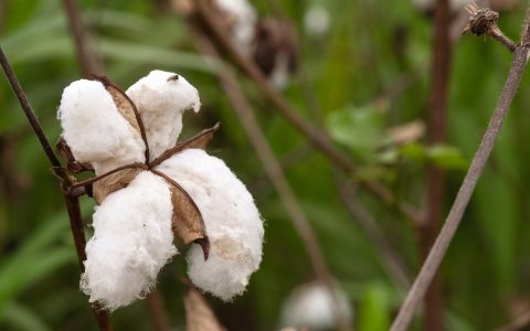 棉花期货最新价格怎么查？2026短期波动成因与实操参考指南