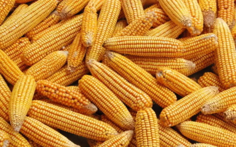 今日玉米期货价格怎么查？2026实时数据、波动成因与实操参考