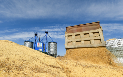 2026小麦期货行情如何把握？供需动态、合约规则与实操指南