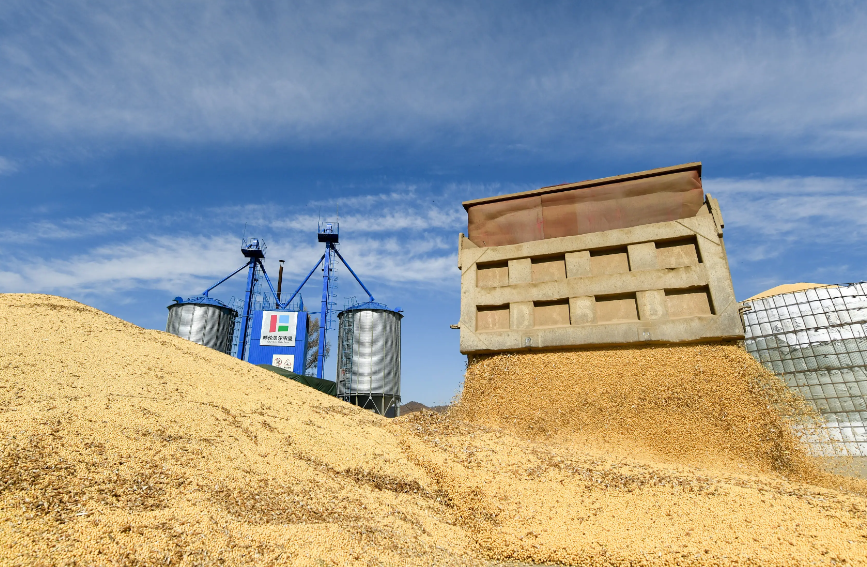 2026小麦期货行情如何把握?供需动态、合约规则与实操指南