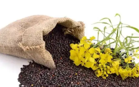 2026油菜籽期货怎么交易？合约规则、行情研判与实操指南