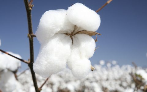 棉花期货最新实时行情怎么抓？2026年供需逻辑与交易应对指南