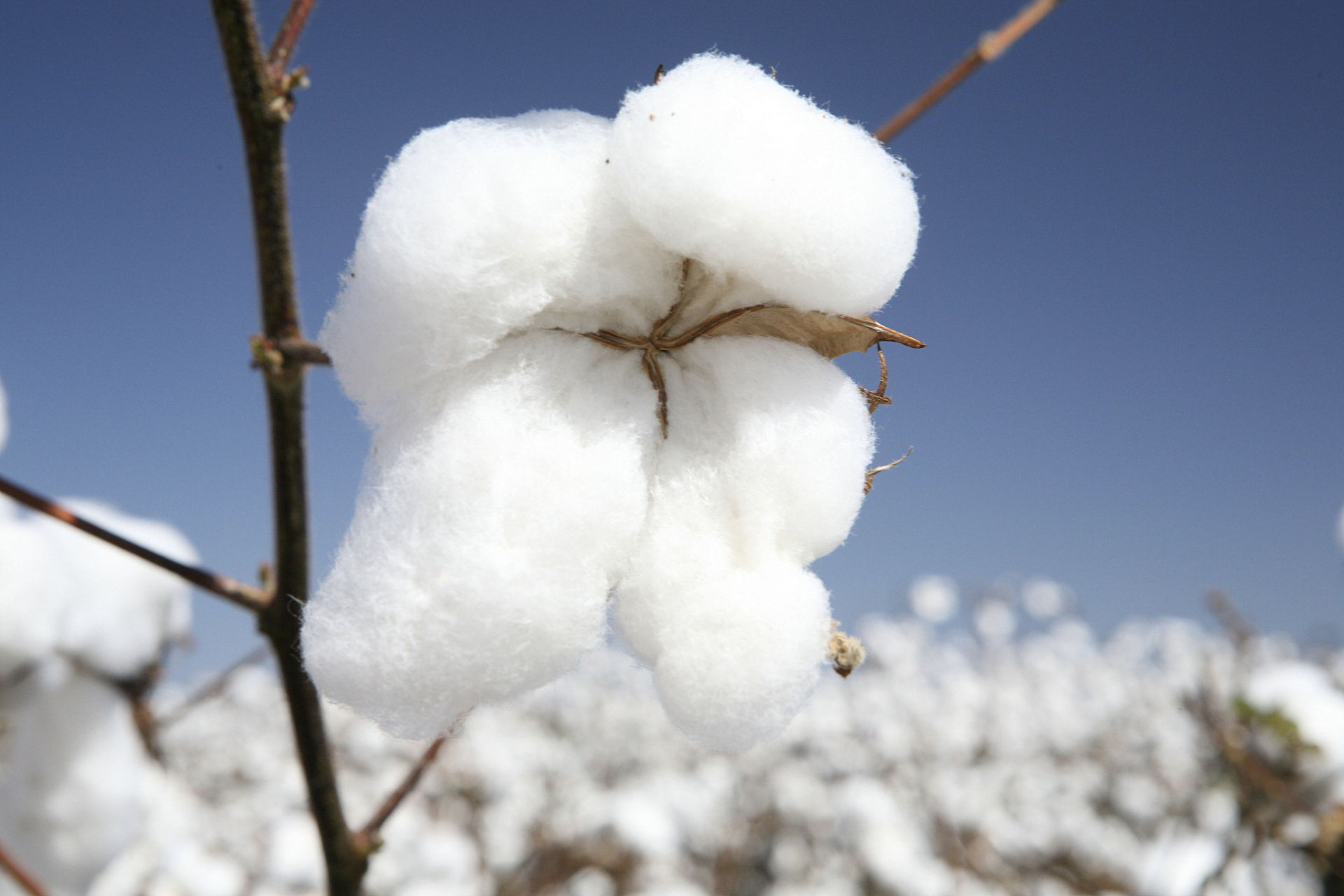 棉花期货最新实时行情怎么抓?2026年供需逻辑与交易应对指南